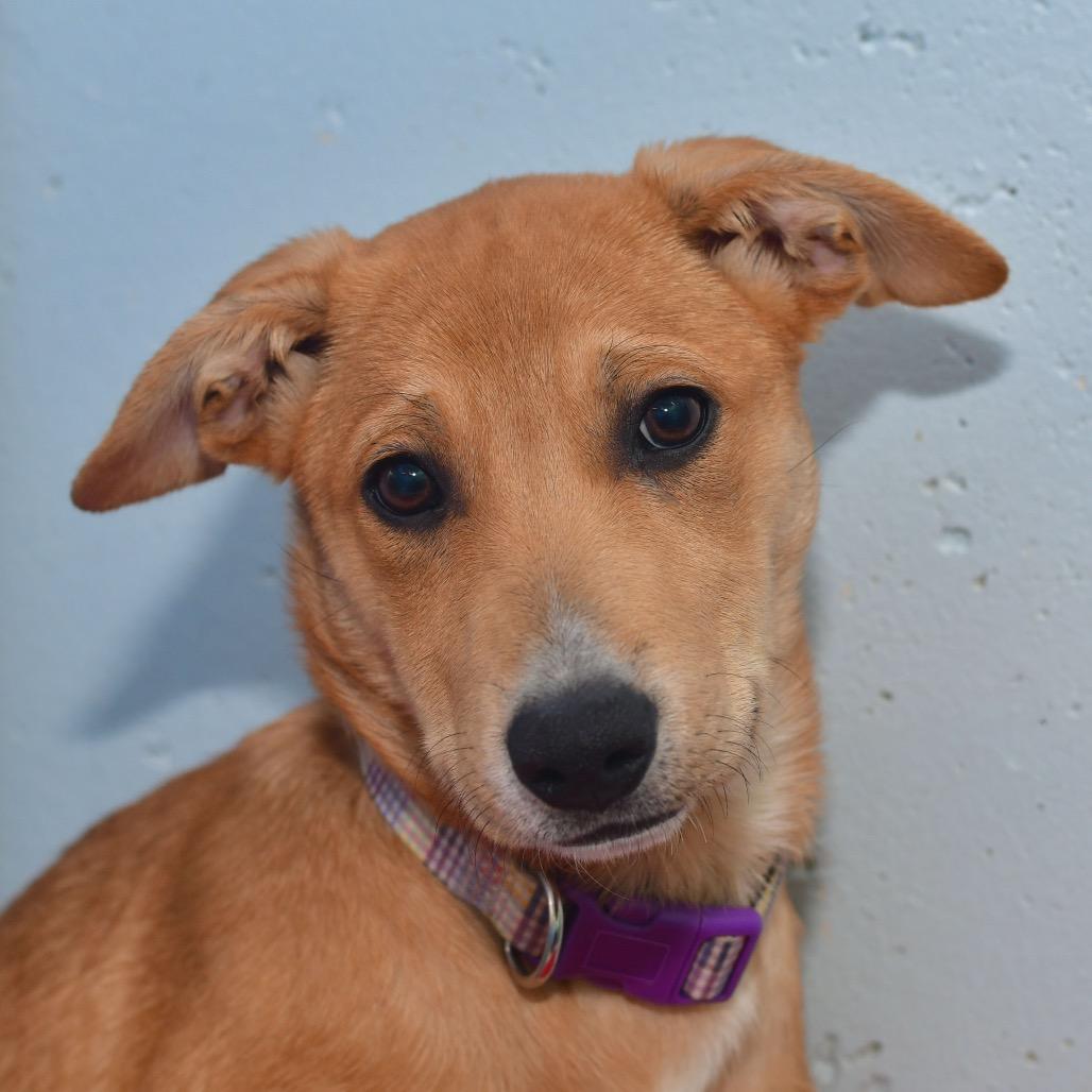 Daisy, Adoptable, Puppy Female Australian Cattle Dog / Blue Heeler & Great Pyrenees.