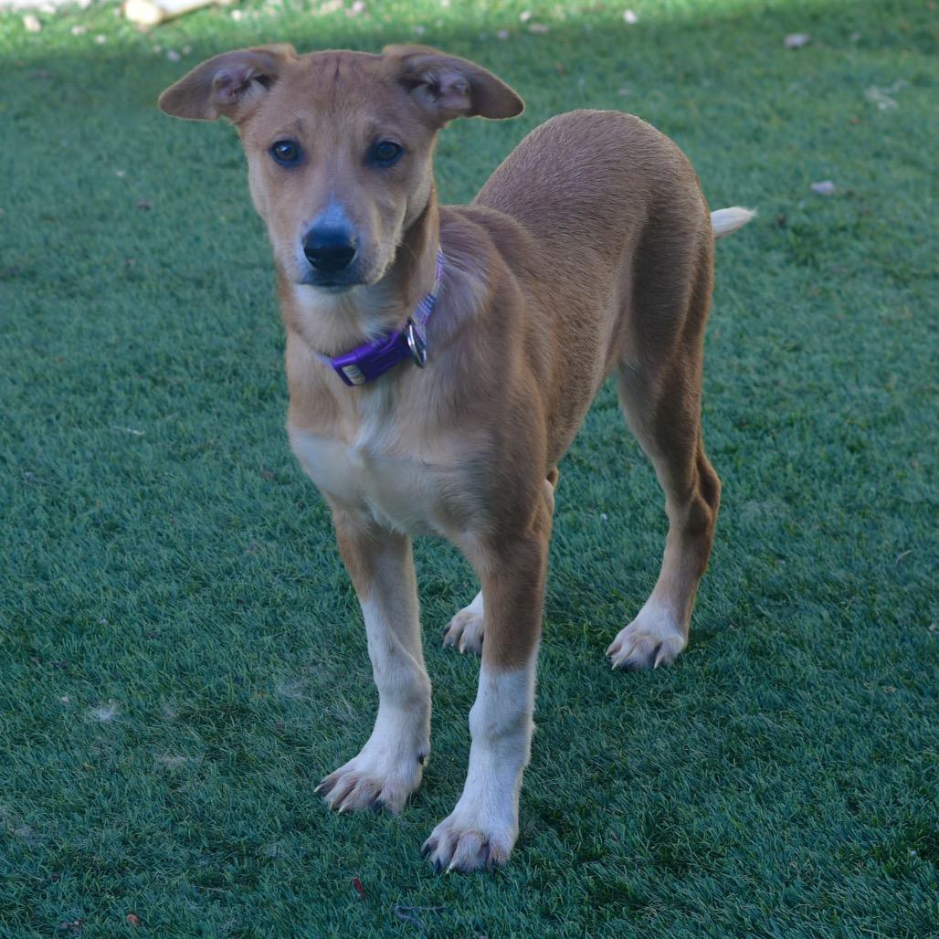 Enlarge Daisy, a Adoptable mixed breed in Ottawa, KS image 2/2