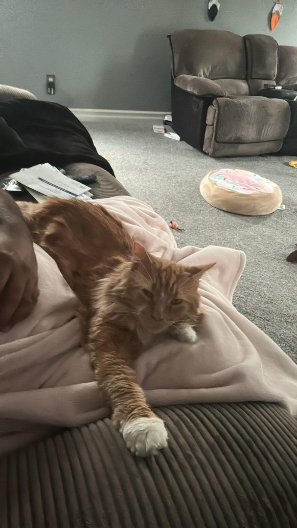 Symon , Adoptable, Senior Male Domestic Medium Hair.