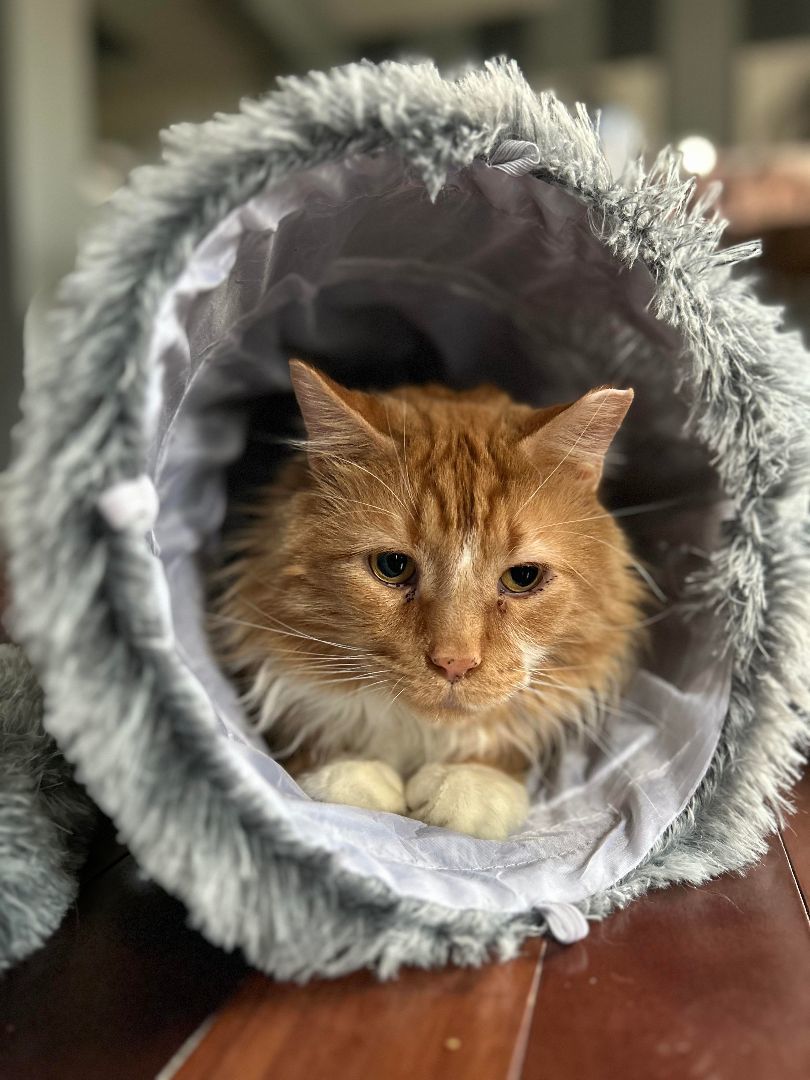 Symon , a Adoptable Domestic Medium Hair in Grand Island, NY image 2/4