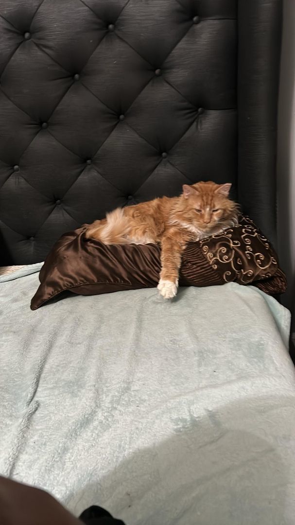 Symon , a Adoptable Domestic Medium Hair in Grand Island, NY image 3/4