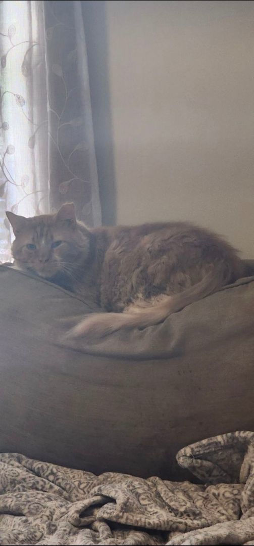 Symon , a Adoptable Domestic Medium Hair in Grand Island, NY image 4/4