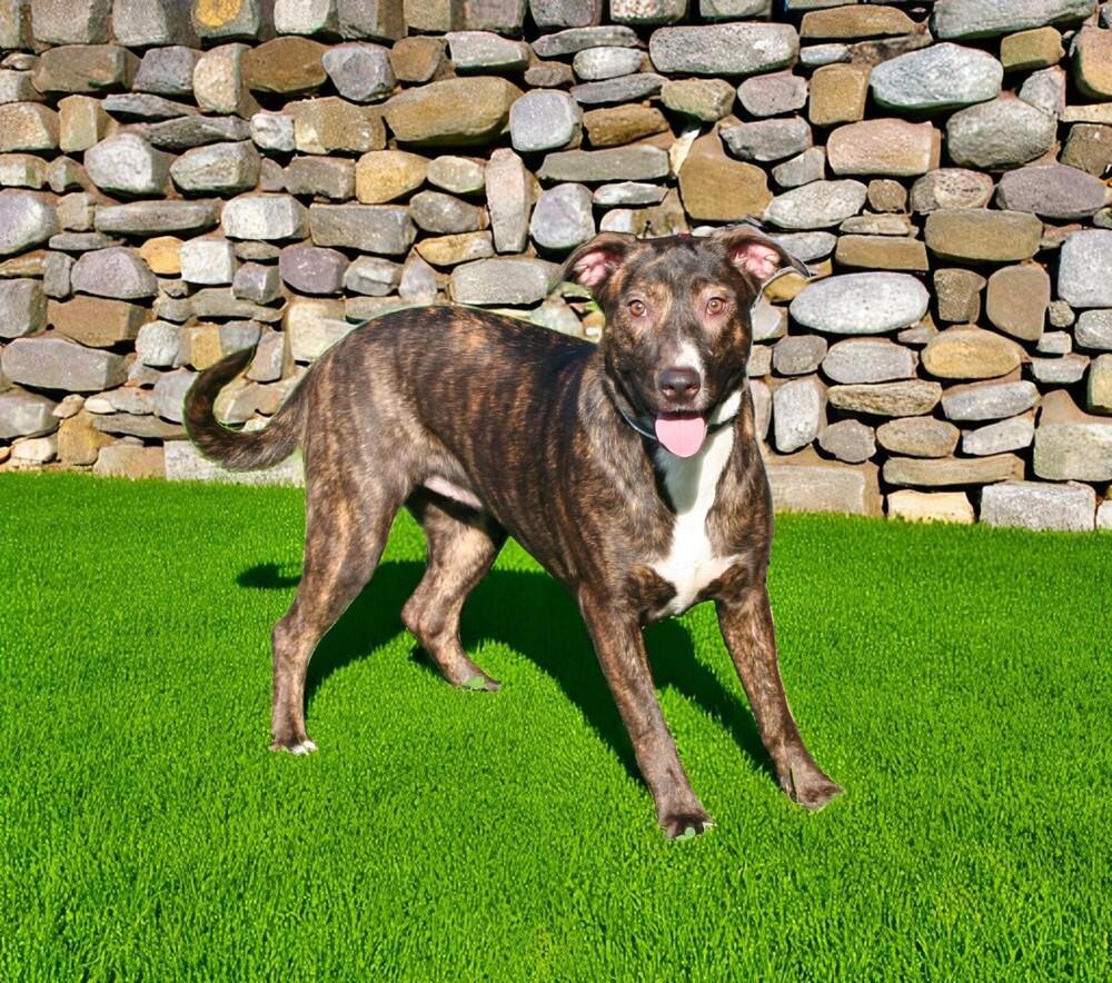 Ivy, Adoptable, Young Female Shepherd.