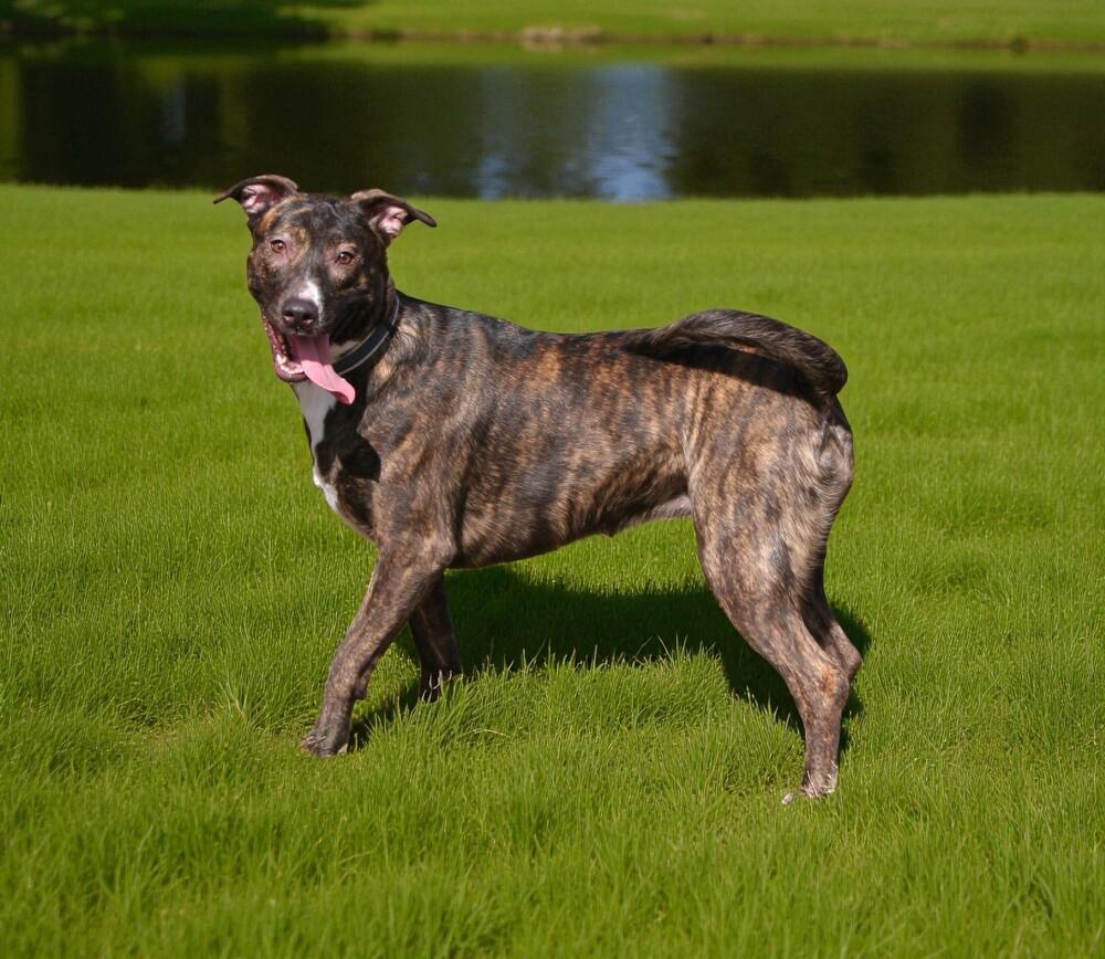 Ivy, a Adoptable mixed breed in Pulaski, TN image 3/6