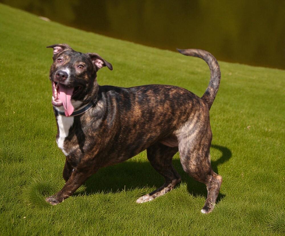 Ivy, a Adoptable mixed breed in Pulaski, TN image 4/6