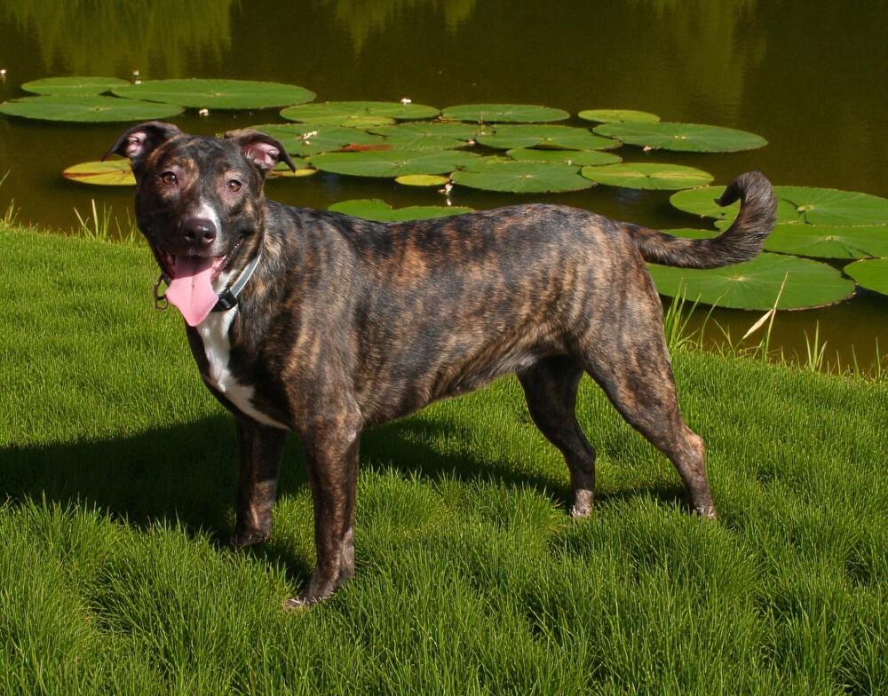 Ivy, a Adoptable mixed breed in Pulaski, TN image 4/6