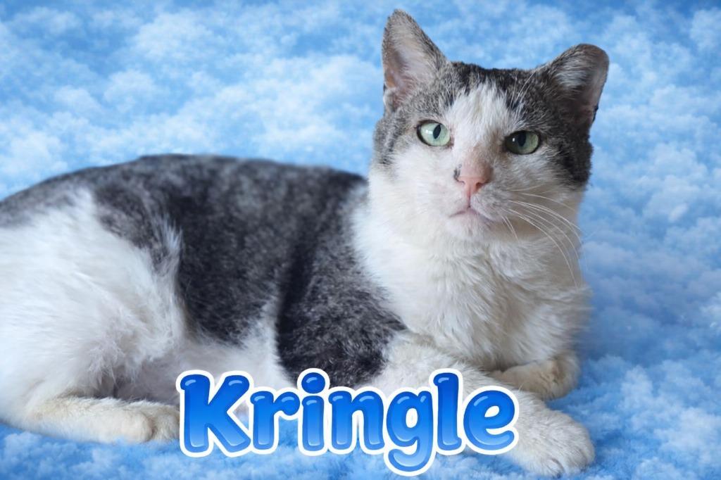 Kringle, Adoptable, Young Male Domestic Short Hair.