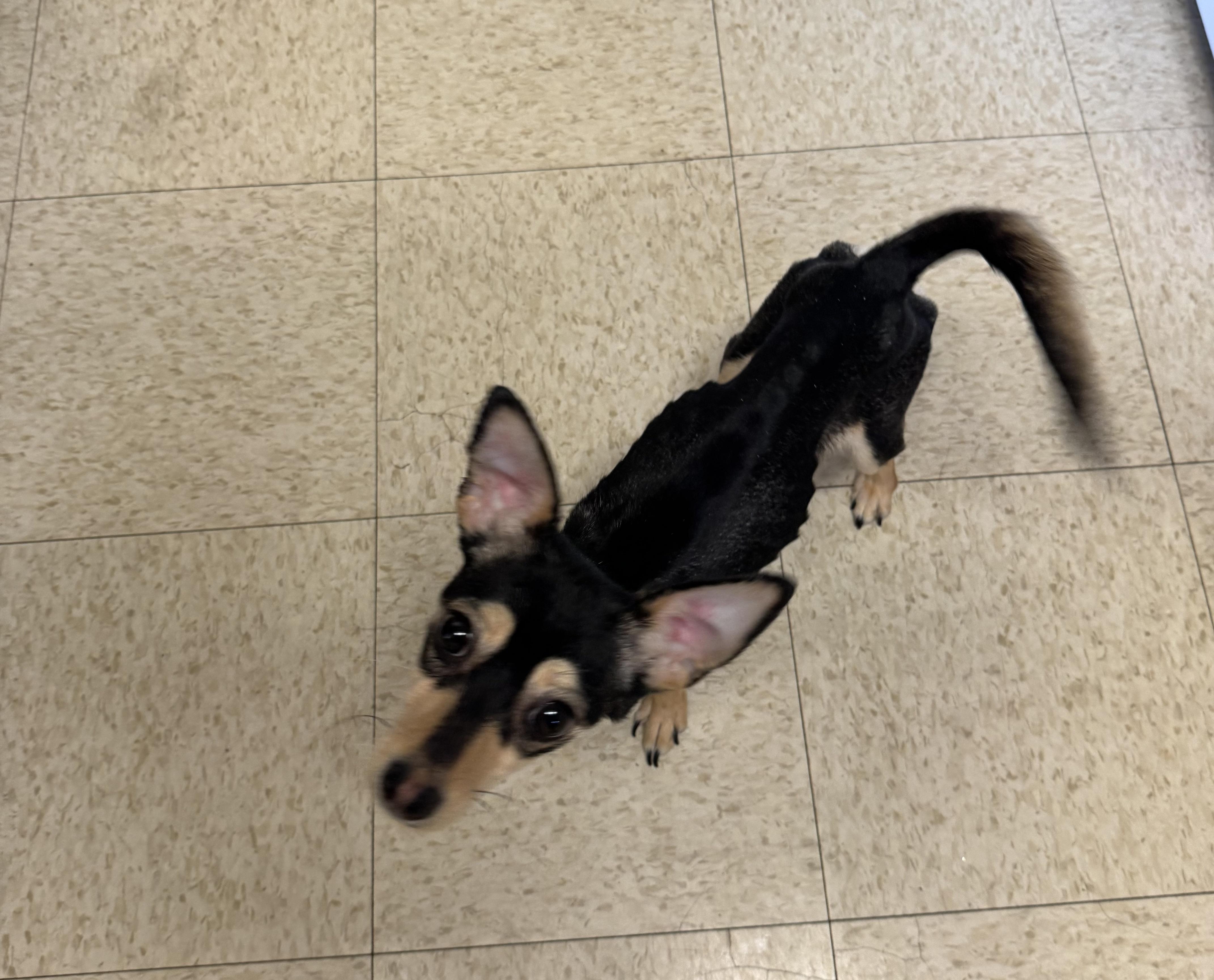 Reni (needs an angel), an adopted mixed breed in Waterbury, CT image 6/6