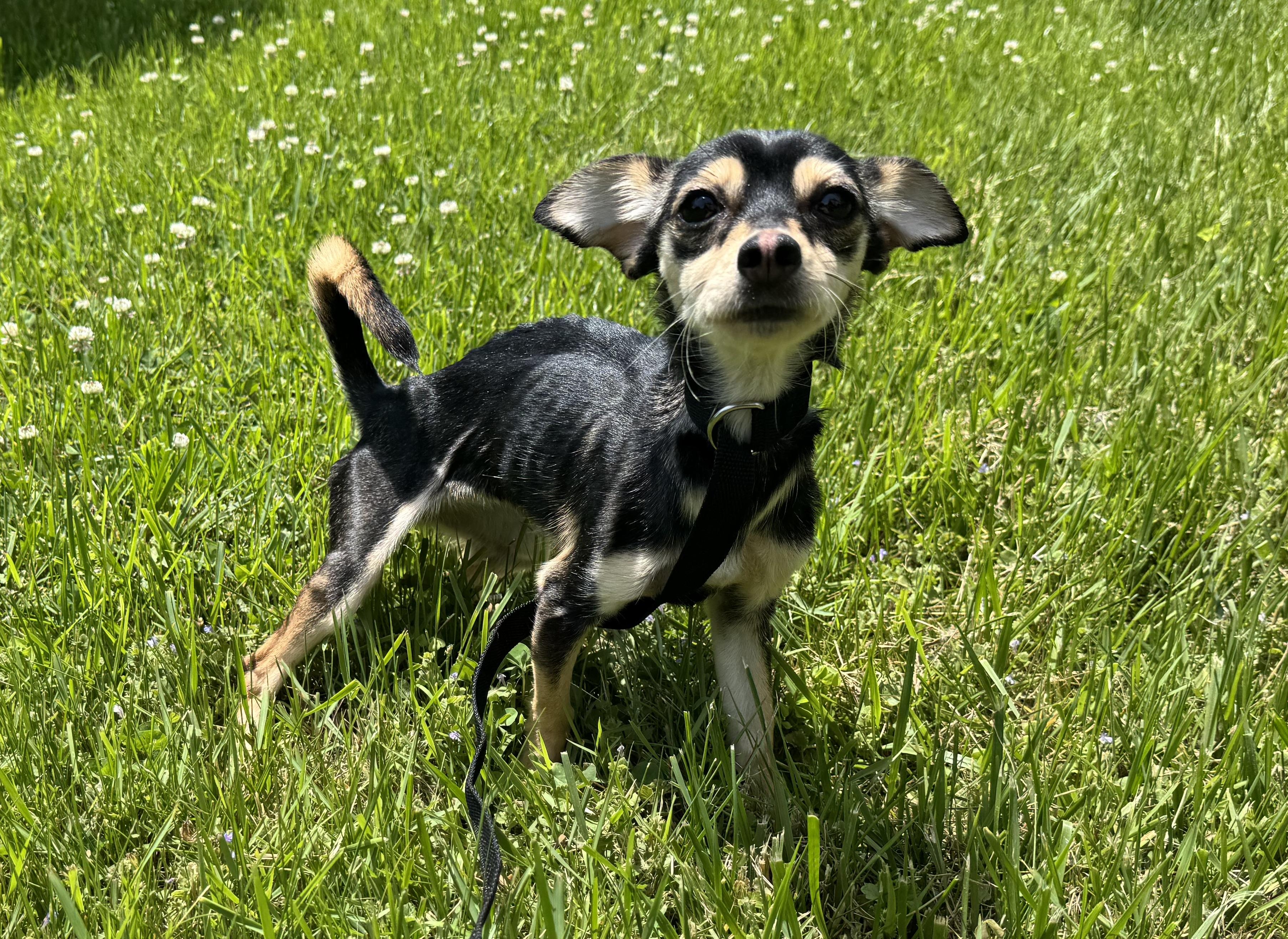 Reni (needs an angel), an adopted mixed breed in Waterbury, CT image 3/6