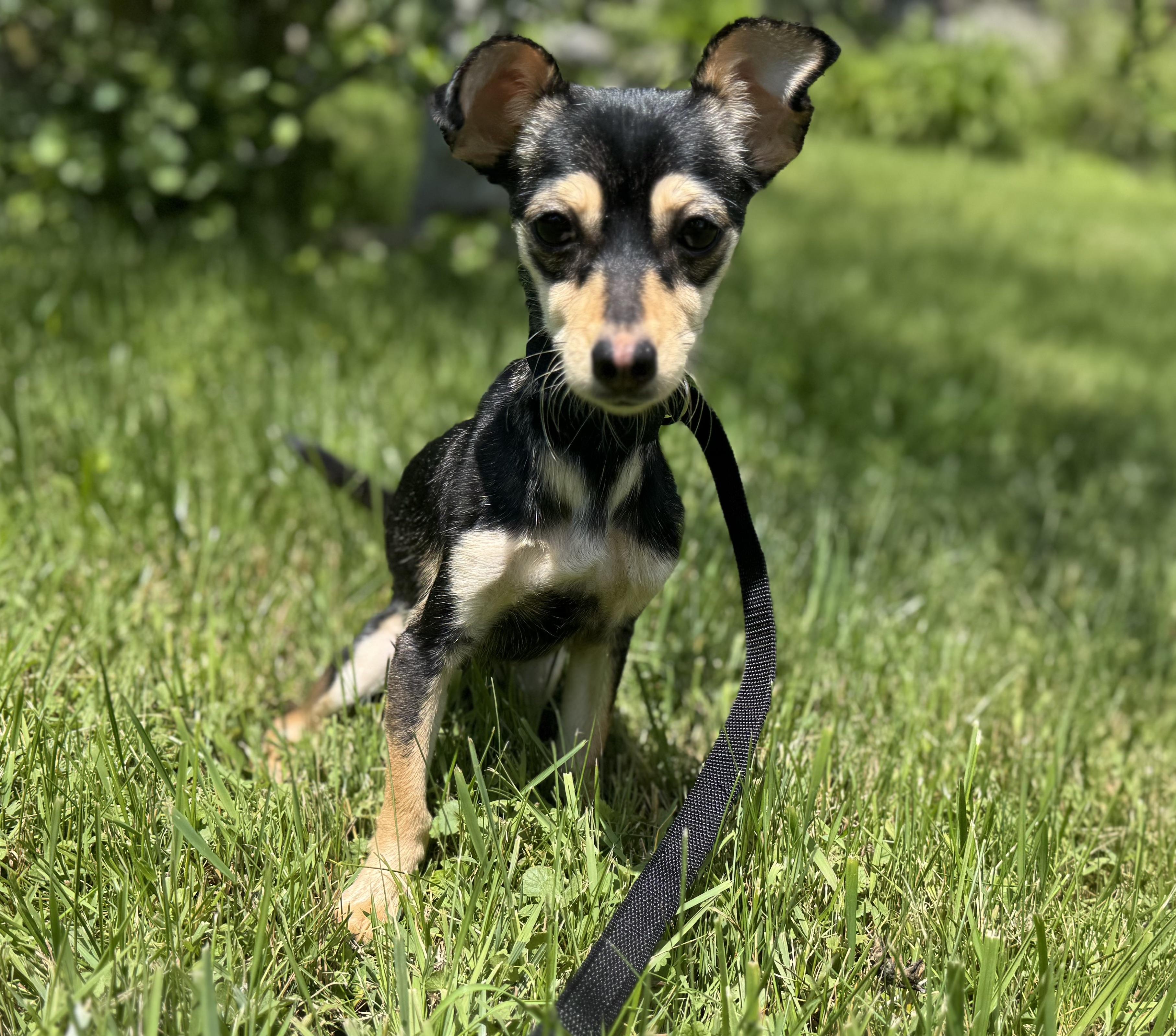 Reni (needs an angel), an adopted mixed breed in Waterbury, CT image 2/6