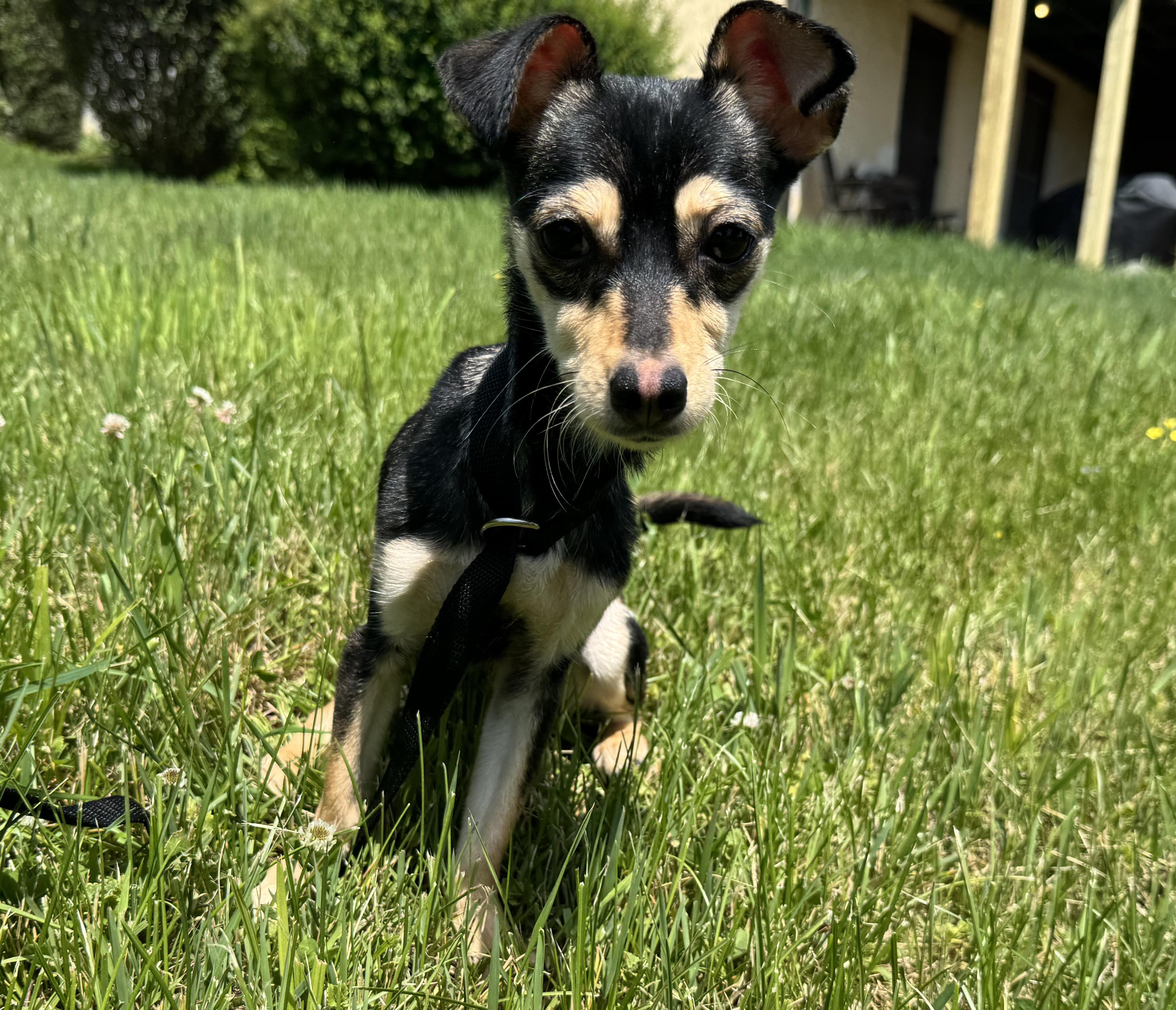 Reni (needs an angel), an adopted mixed breed in Waterbury, CT image 5/6