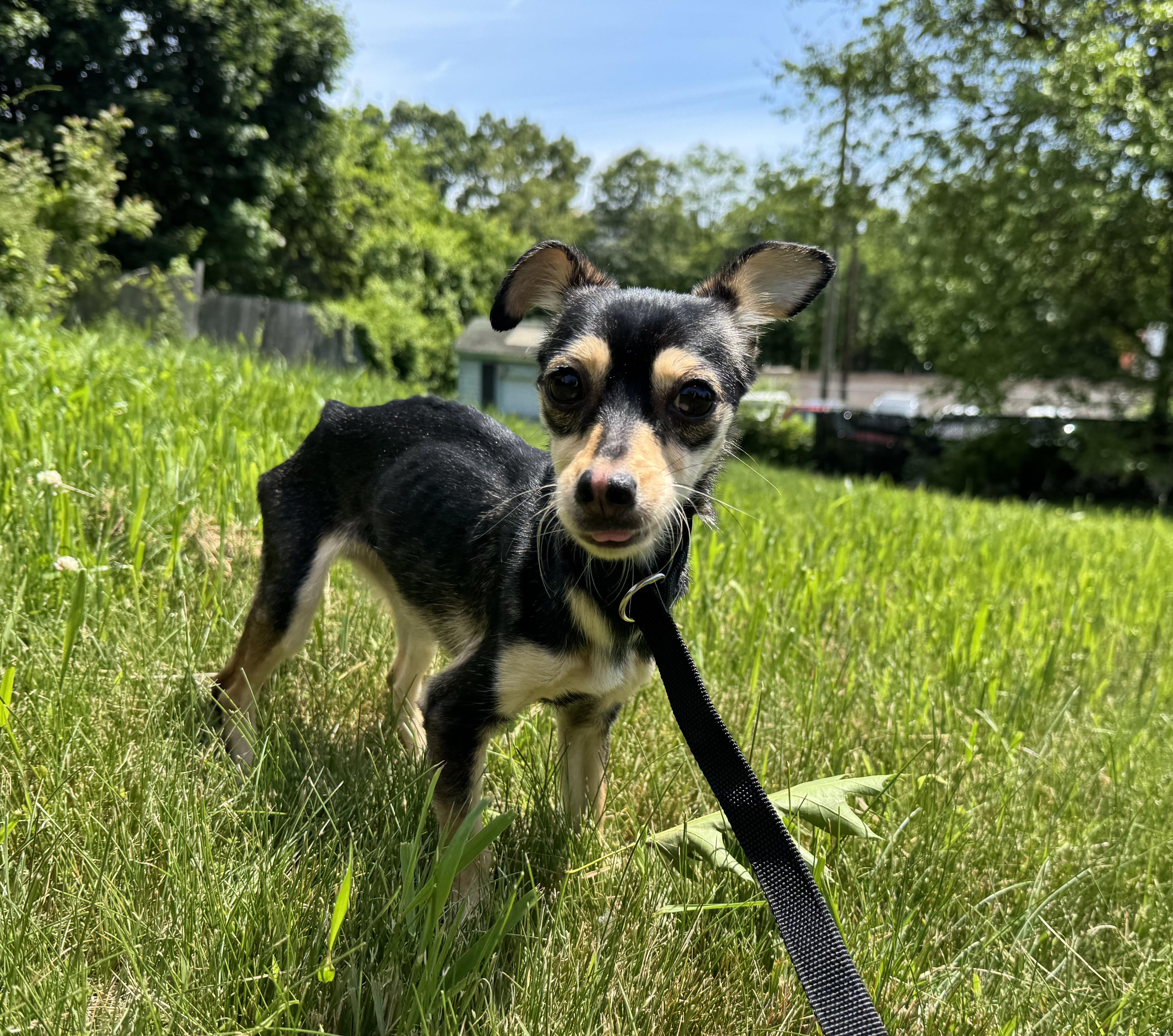 Reni (needs an angel), an adopted mixed breed in Waterbury, CT image 4/6