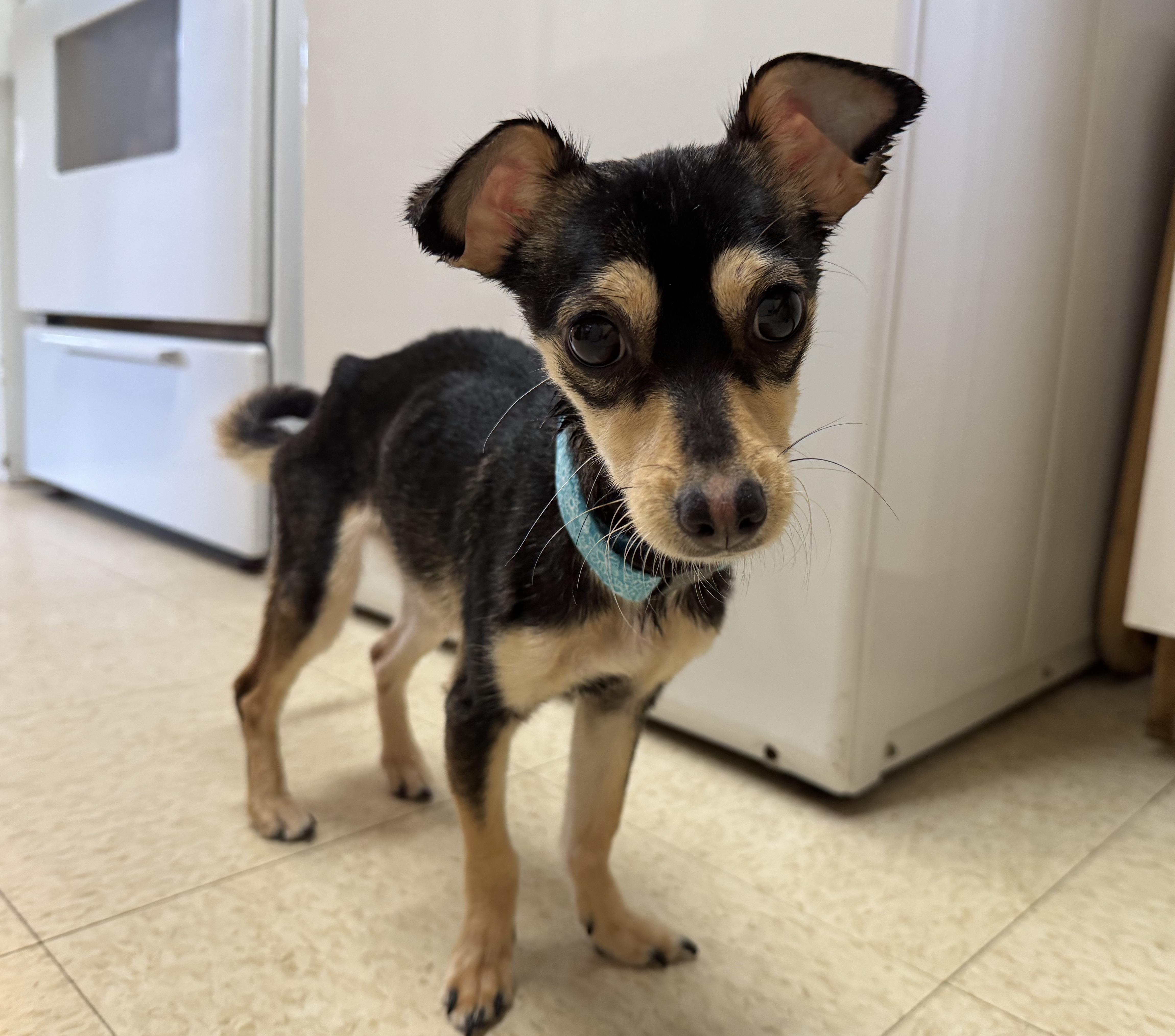 Reni (needs an angel), adopted, Puppy Female Chihuahua.