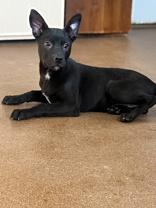 Roxy, ADOPTABLE, Young Female Terrier.