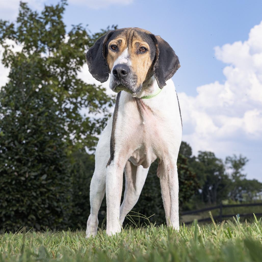 Odin, Adoptable, Senior Male Coonhound & Mixed Breed.