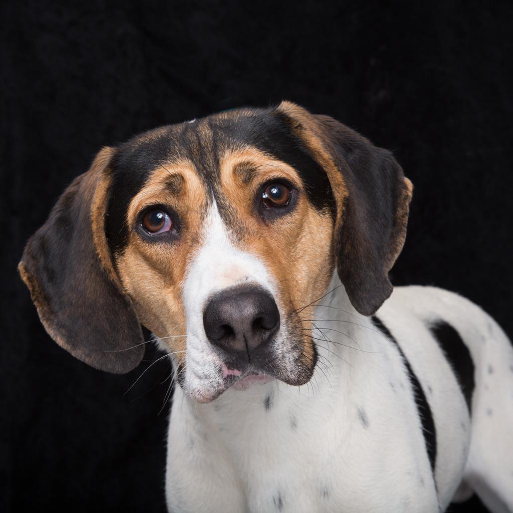 Enlarge Odin, a Adoptable mixed breed in Franklin, TN image 2/3