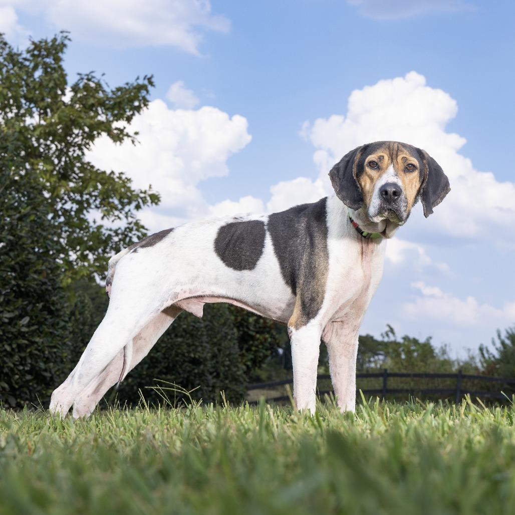 Enlarge Odin, a Adoptable mixed breed in Franklin, TN image 3/3