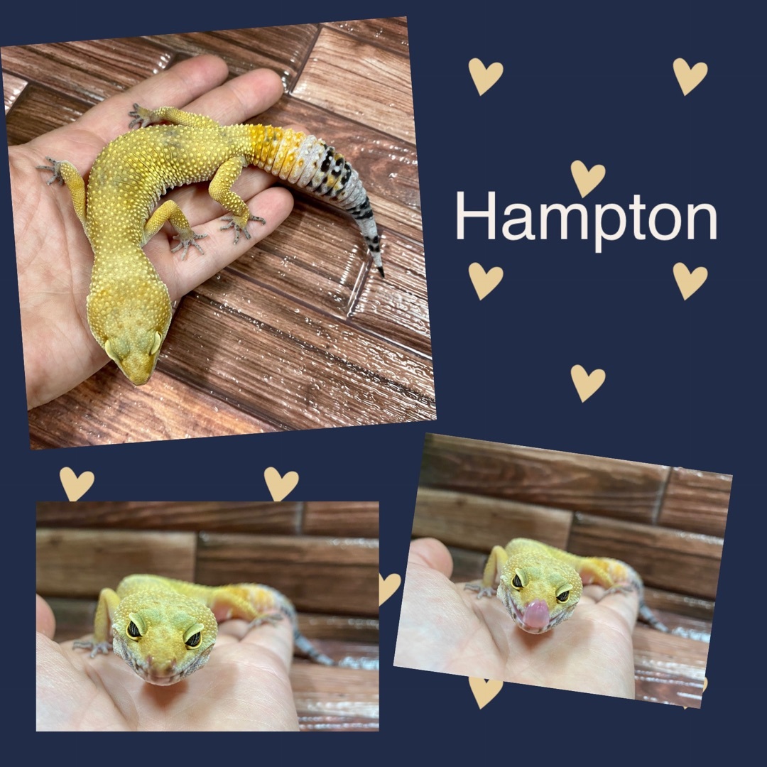 Hampton