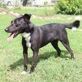 Enlarge Cash, a Adoptable mixed breed in Tyler, TX image 2/4