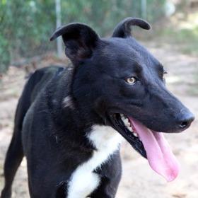 Enlarge Cash, a Adoptable mixed breed in Tyler, TX image 3/4
