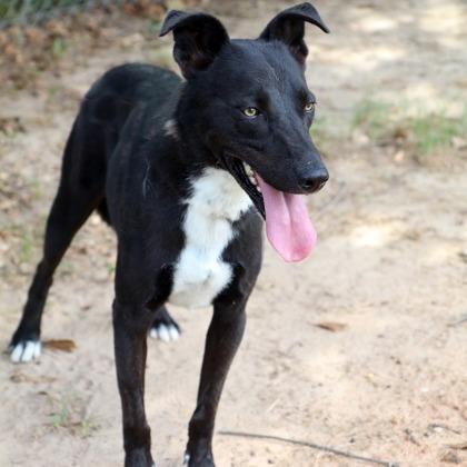 Enlarge Cash, a Adoptable mixed breed in Tyler, TX image 4/4