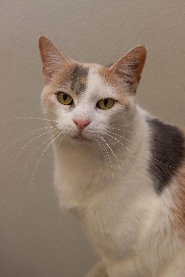 Enlarge Shayman, a Adoptable Calico in Temple, PA image 1/4