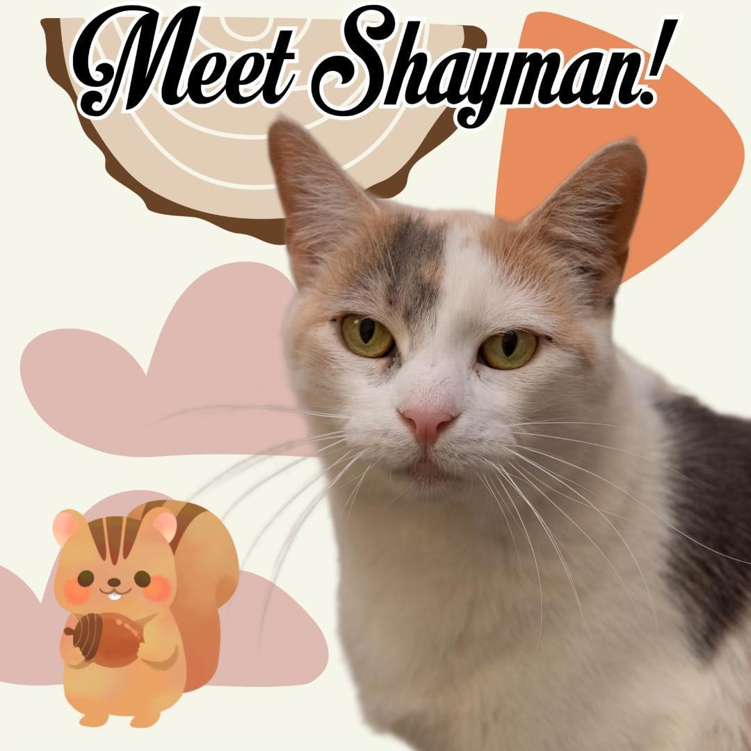 Enlarge Shayman, a Adoptable Calico in Temple, PA image 2/4