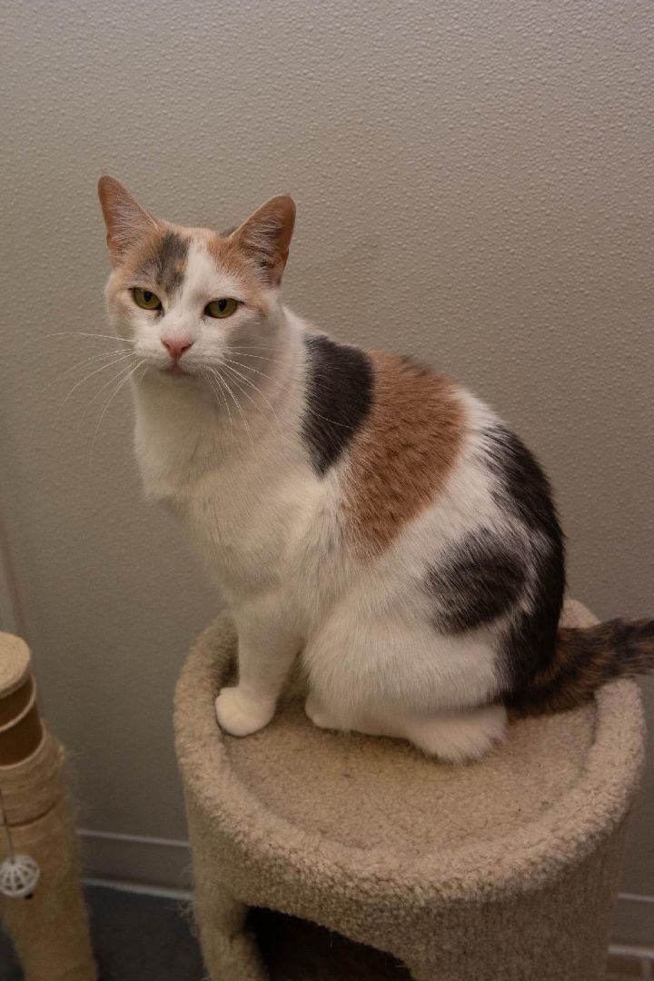 Enlarge Shayman, a Adoptable Calico in Temple, PA image 3/4