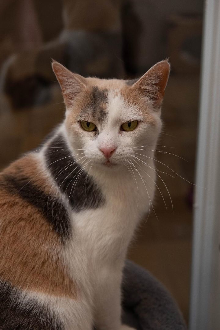 Enlarge Shayman, a Adoptable Calico in Temple, PA image 4/4
