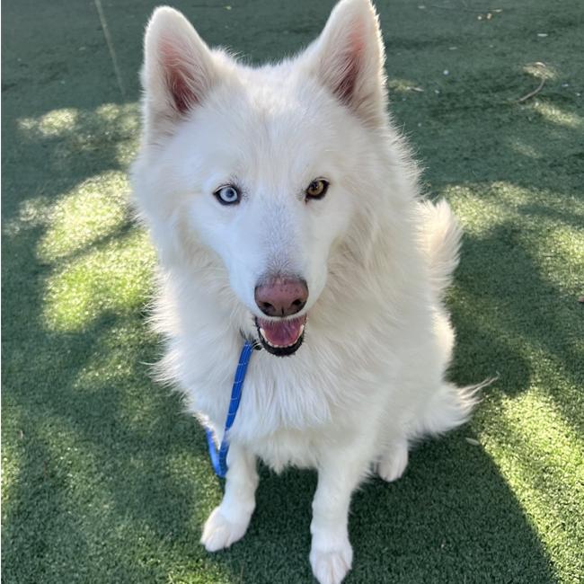 Cody, Adoptable, Adult Male Samoyed & Husky.
