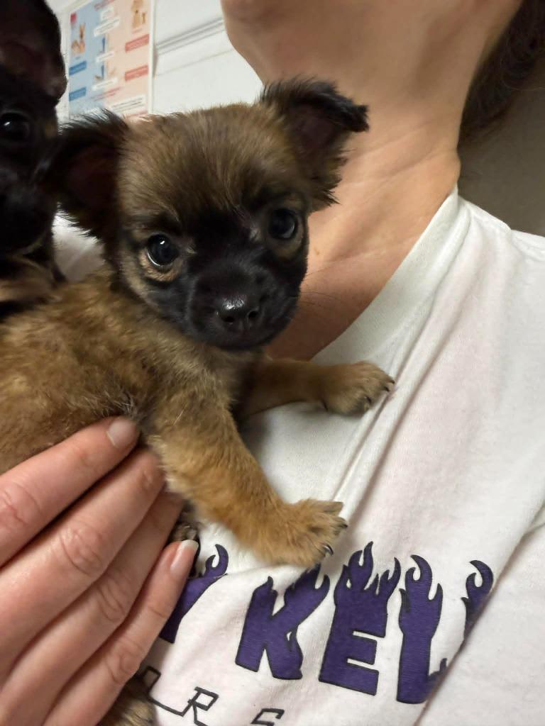 Enlarge Maple, a Adoptable Chihuahua in Waxhaw, NC image 2/3