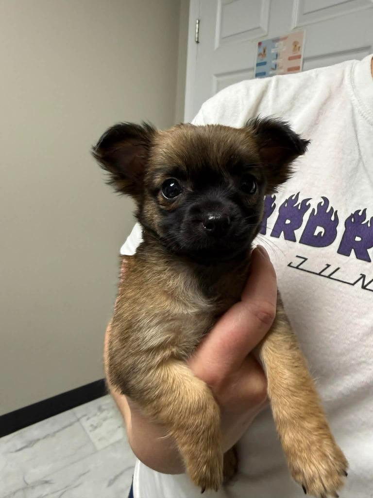 Enlarge Maple, a Adoptable Chihuahua in Waxhaw, NC image 3/3