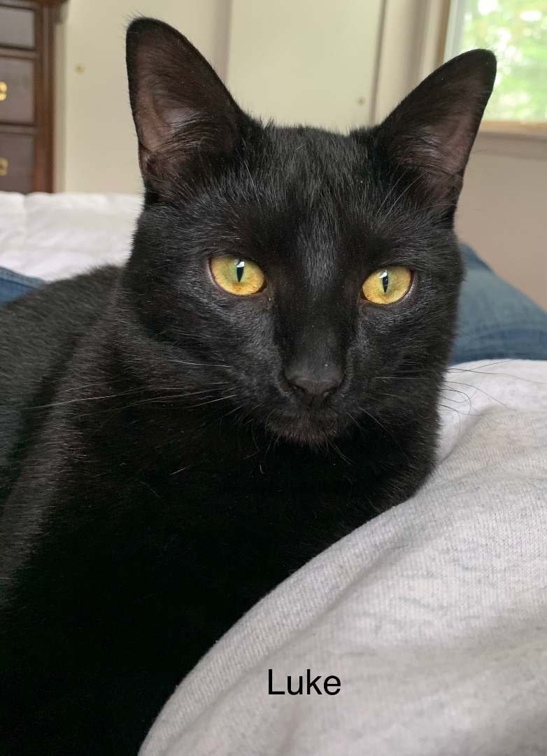 Luke, a Adoptable mixed breed in Coatesville, PA image 1/8