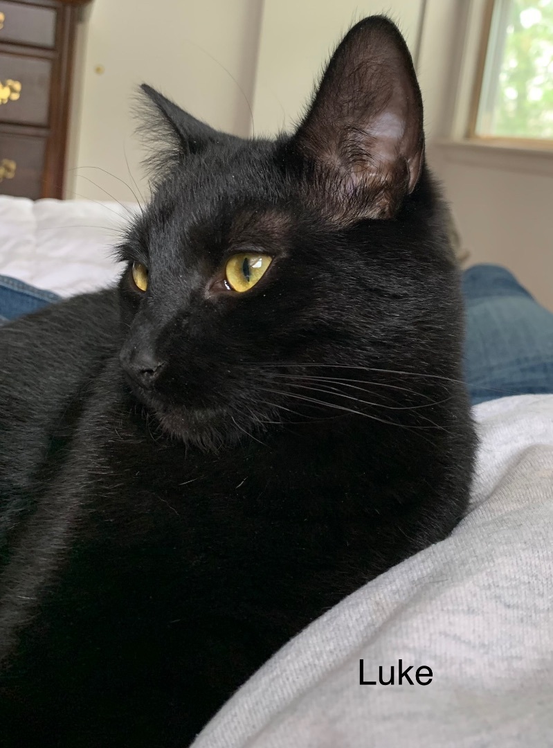 Luke, a Adoptable mixed breed in Coatesville, PA image 2/8