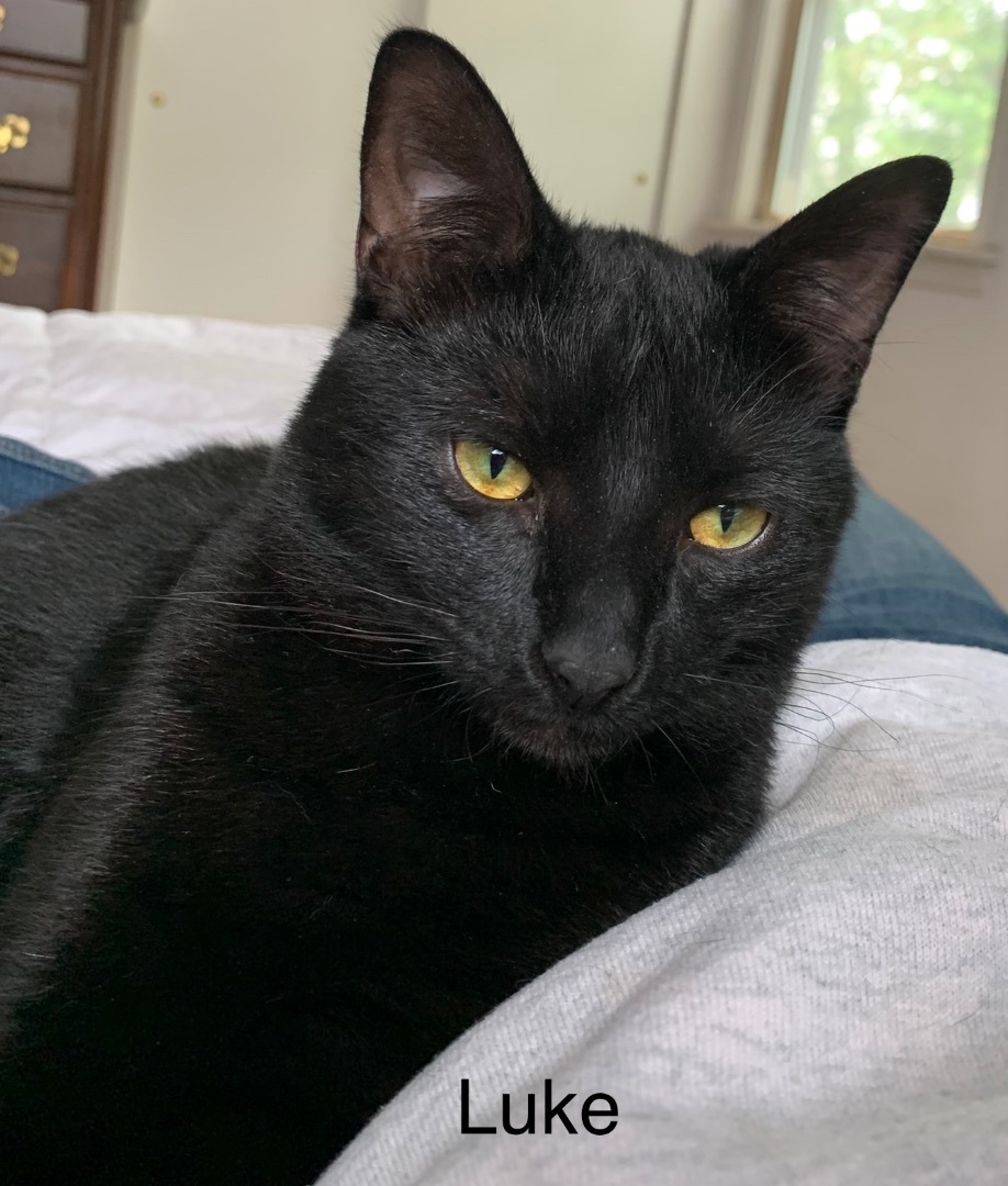 Luke, a Adoptable mixed breed in Coatesville, PA image 3/8