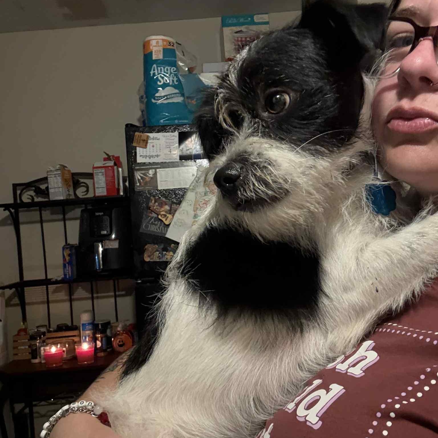 Enlarge Thor PC, an adopted mixed breed in Brattleboro, VT image 2/3