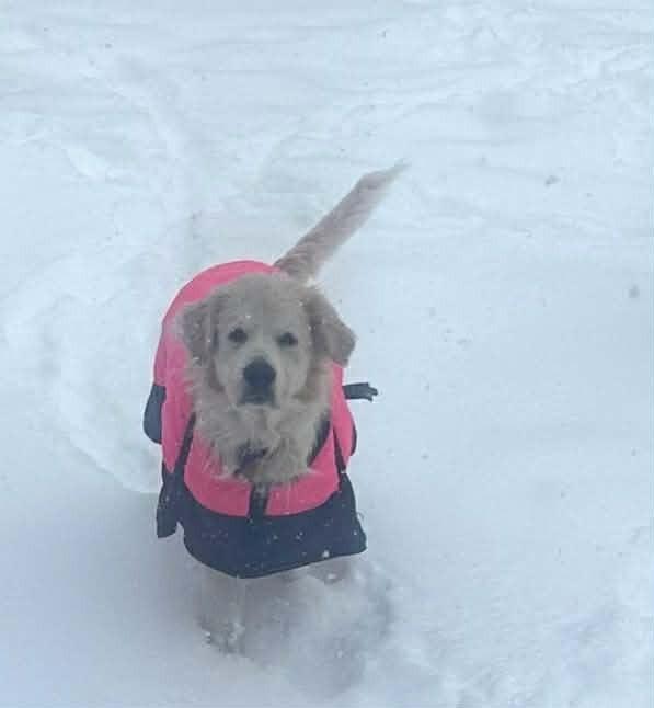 Daisy, Adoptable, Adult Female Great Pyrenees.