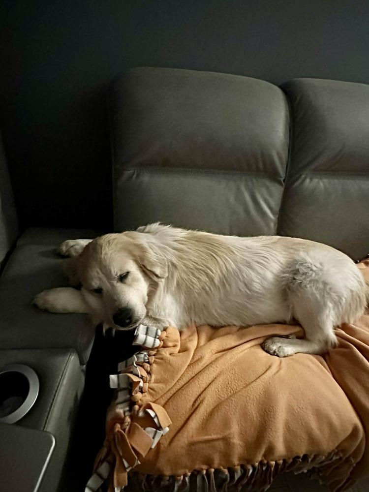 Daisy, a Adoptable Great Pyrenees in New Albany, OH image 2/3