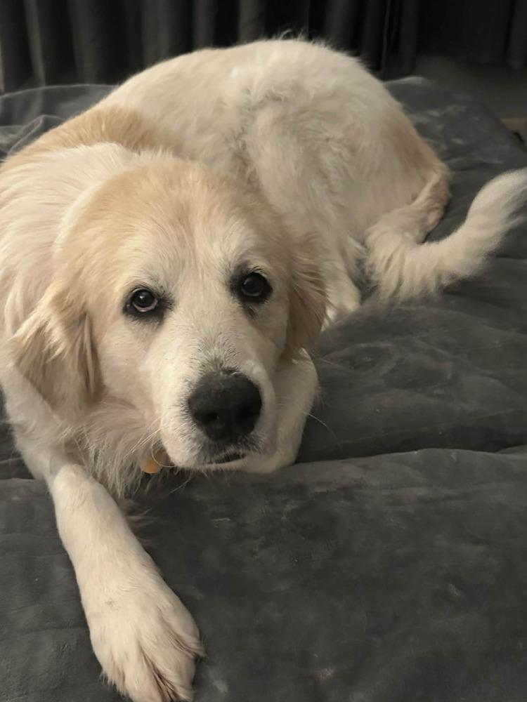 Daisy, a Adoptable Great Pyrenees in New Albany, OH image 3/3