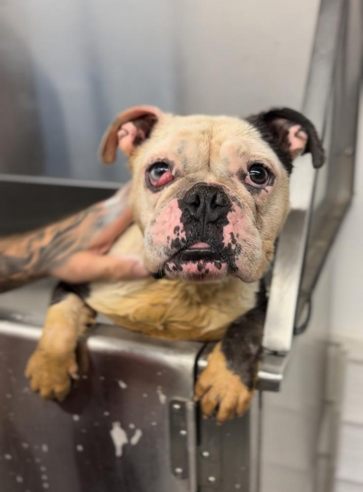 Stassi, a Adoptable mixed breed in ventura, CA image 2/2