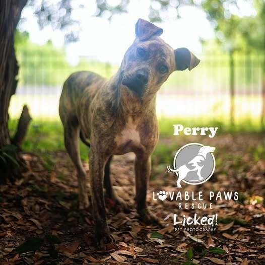 Perry, Adoptable, Young Male Labrador Retriever & Mixed Breed.