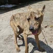 Enlarge Perry, a Adoptable mixed breed in Ridgeland, SC image 1/2