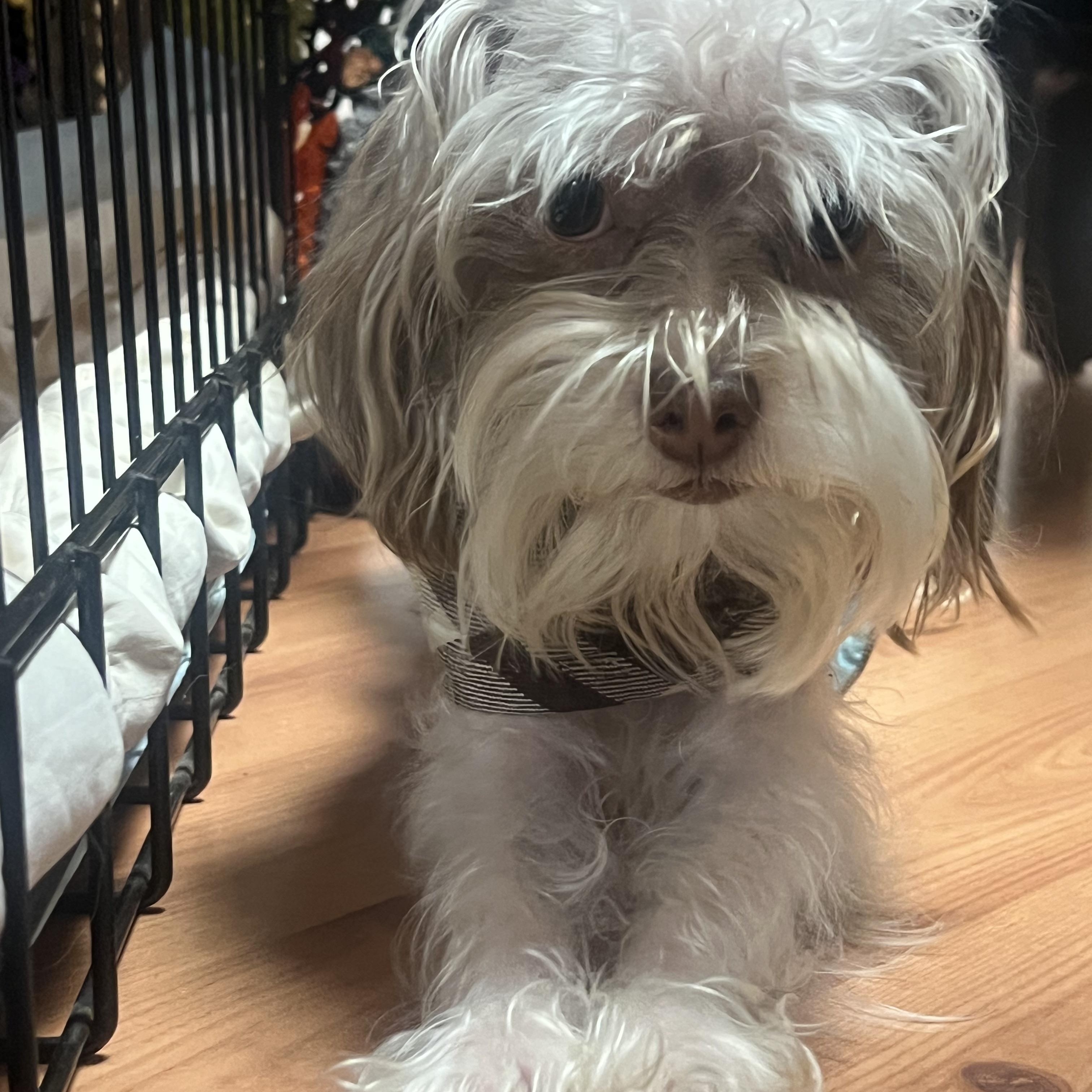 Enlarge GIZMO (needs a special angel), an adopted mixed breed in Shelton, CT image 4/5