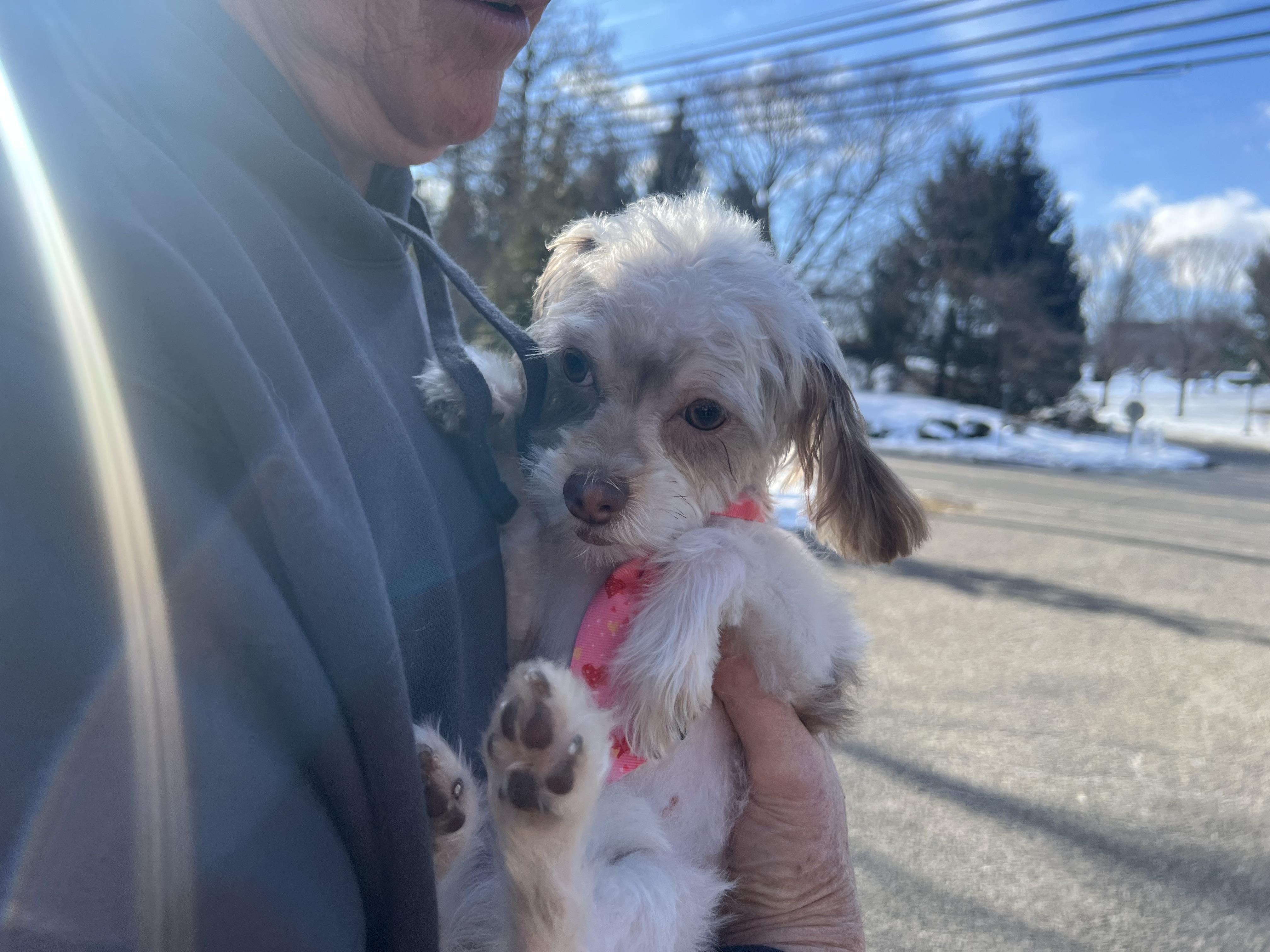 Enlarge GIZMO (needs a special angel), an adopted mixed breed in Shelton, CT image 3/5