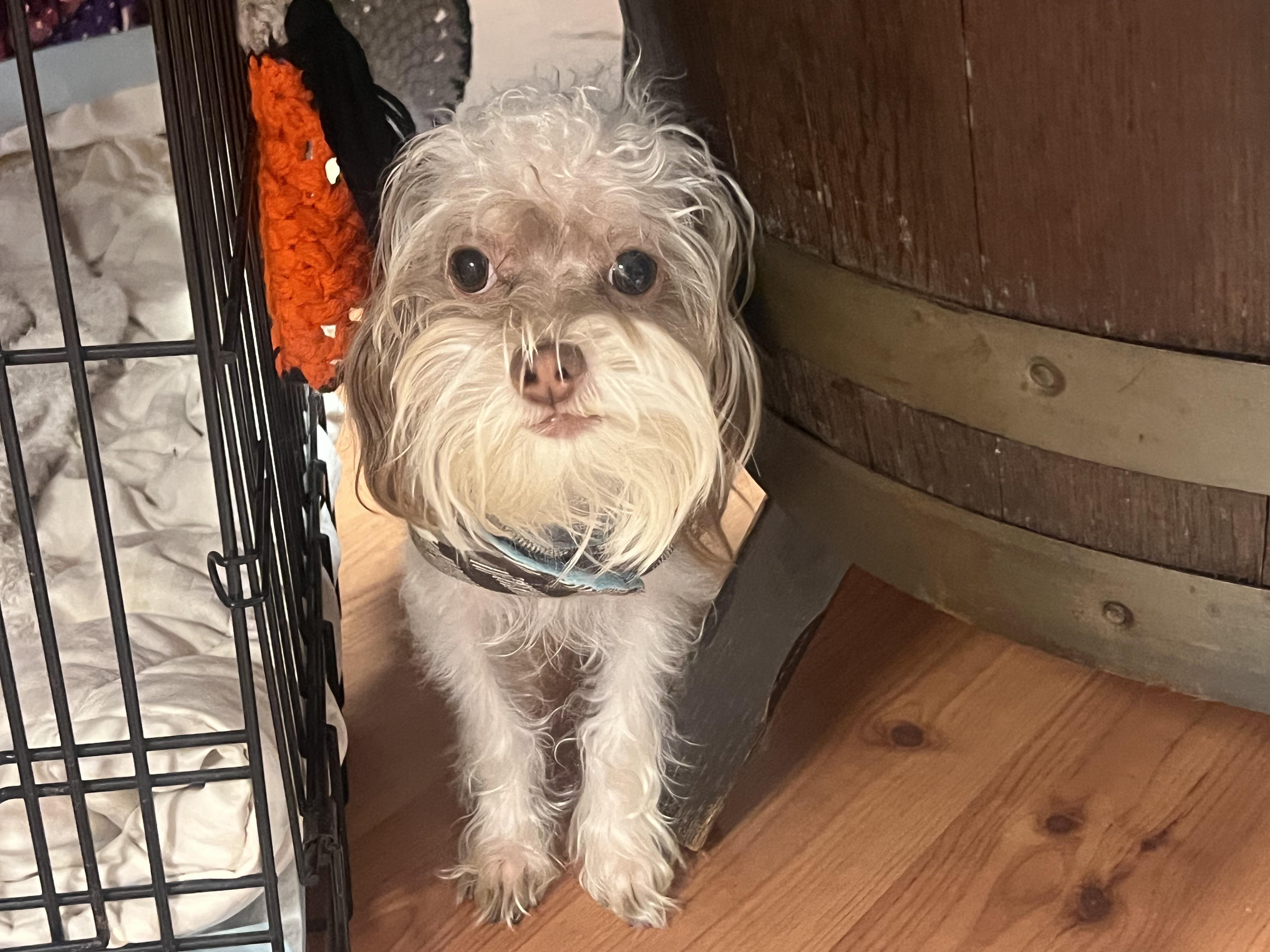 Enlarge GIZMO (needs a special angel), an adopted mixed breed in Shelton, CT image 5/5