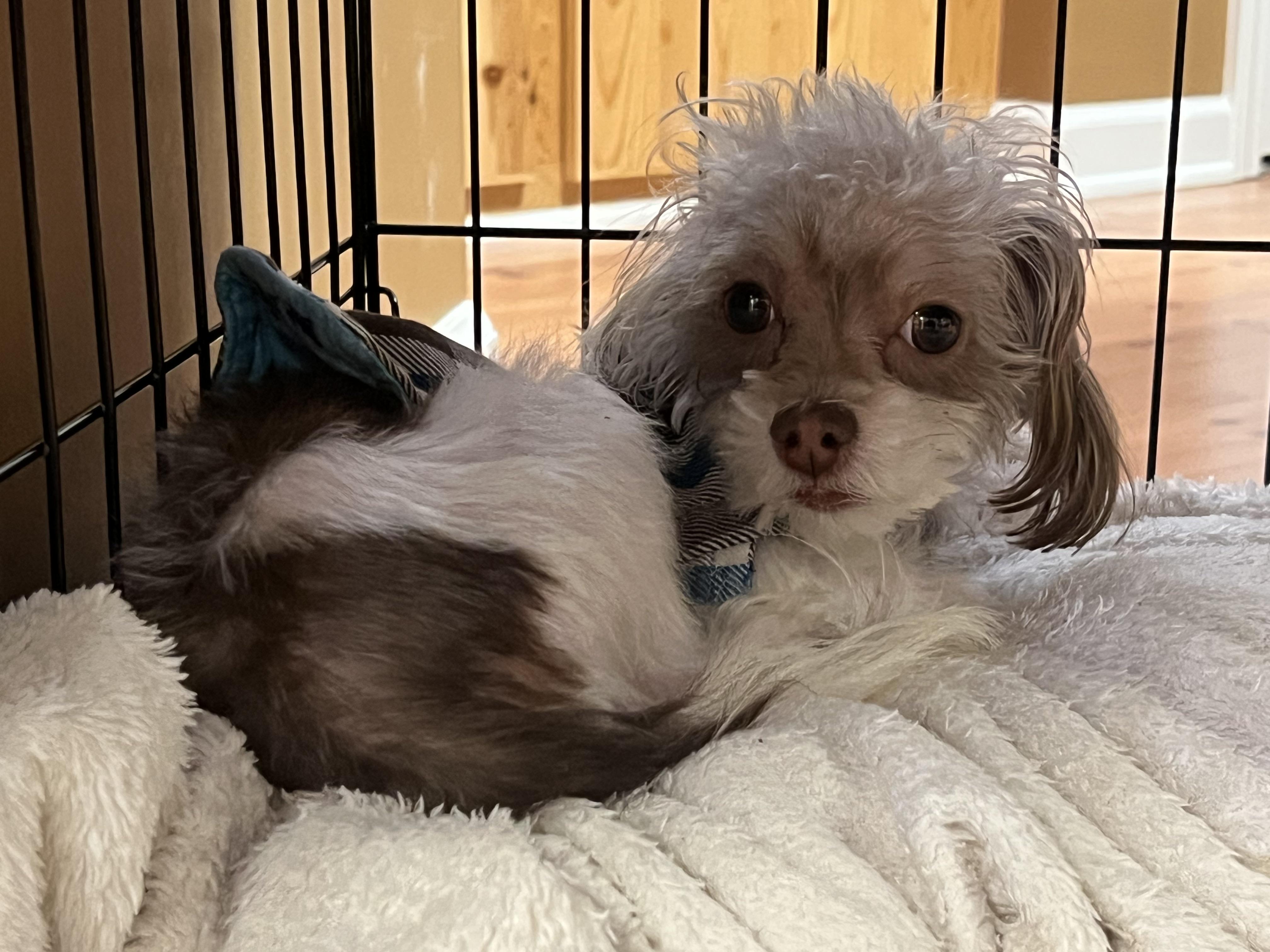 Enlarge GIZMO (needs a special angel), an adopted mixed breed in Shelton, CT image 2/5