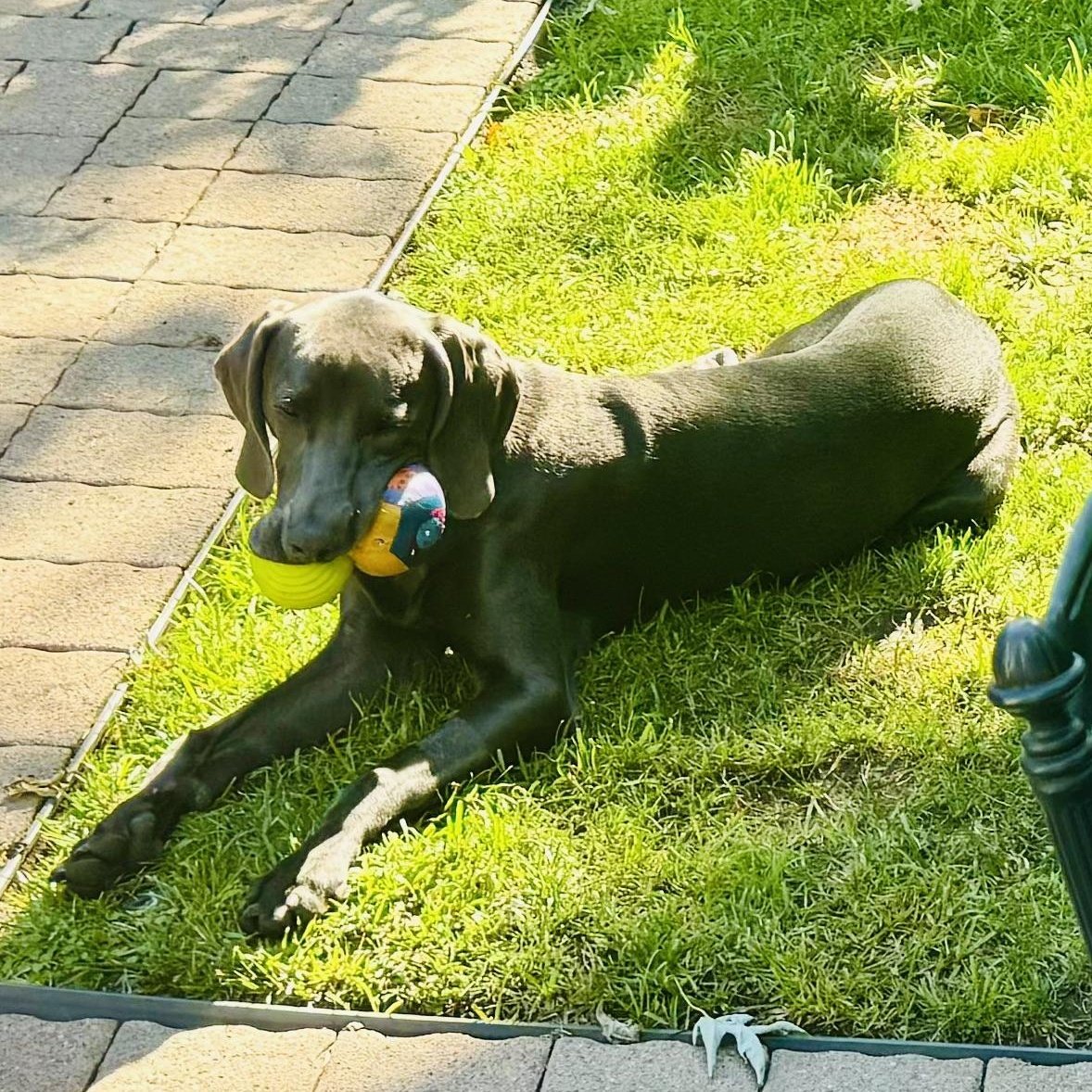 Luciano, a ADOPTABLE Weimaraner in Ocean View, NJ image 5/5