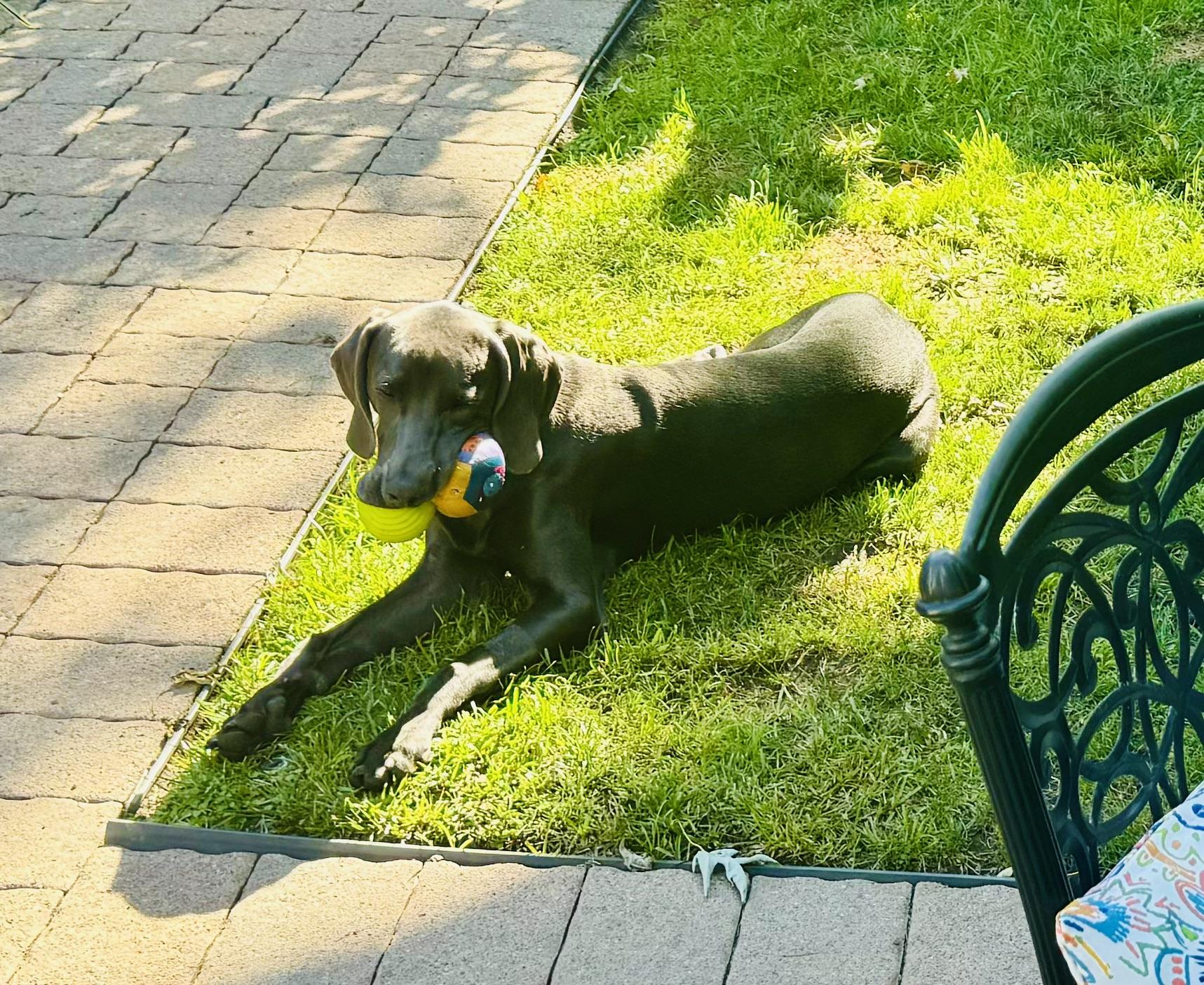 Enlarge Luciano, a ADOPTABLE Weimaraner in Ocean View, NJ image 4/4