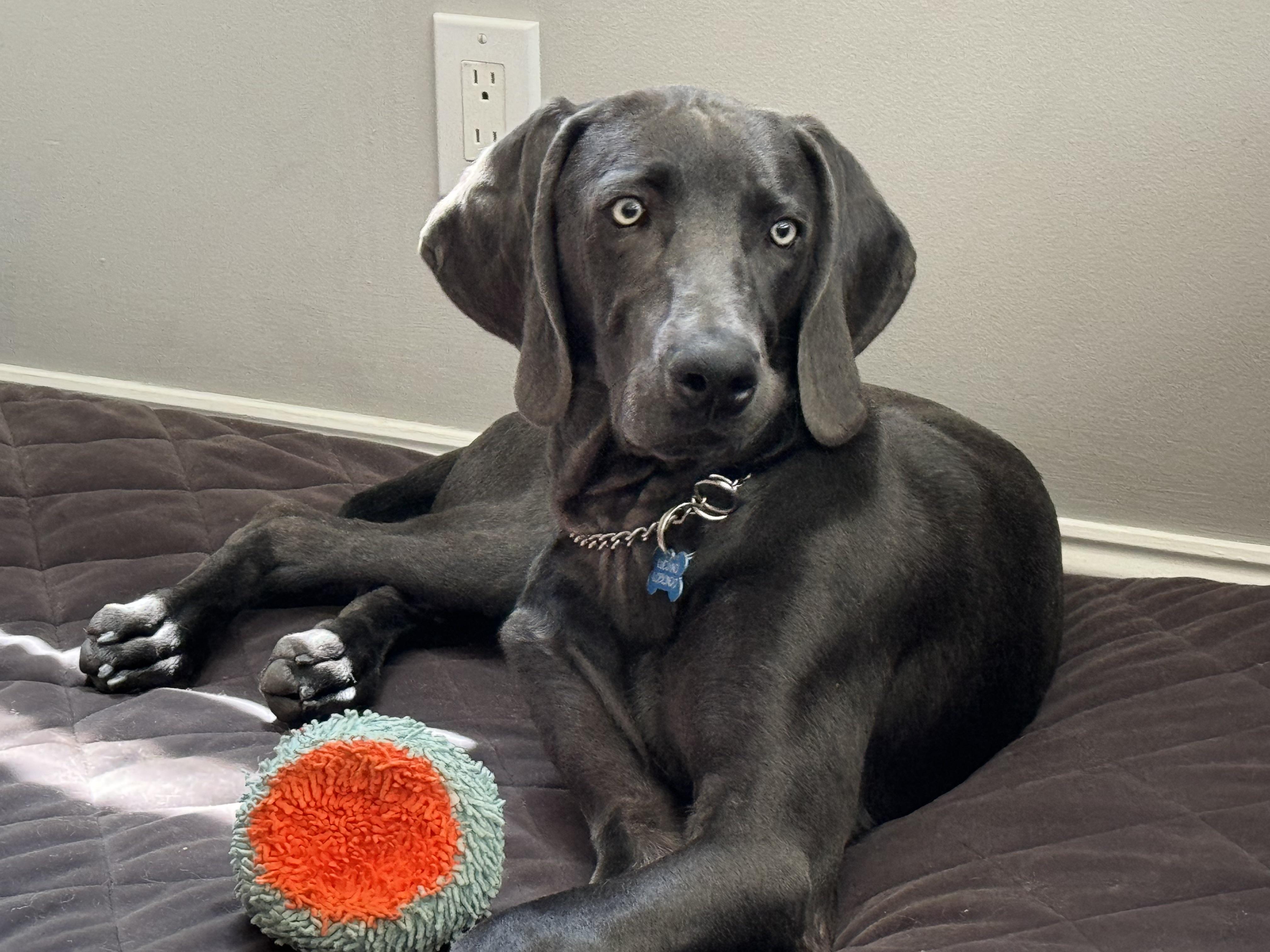 Enlarge Luciano, a ADOPTABLE Weimaraner in Ocean View, NJ image 1/4