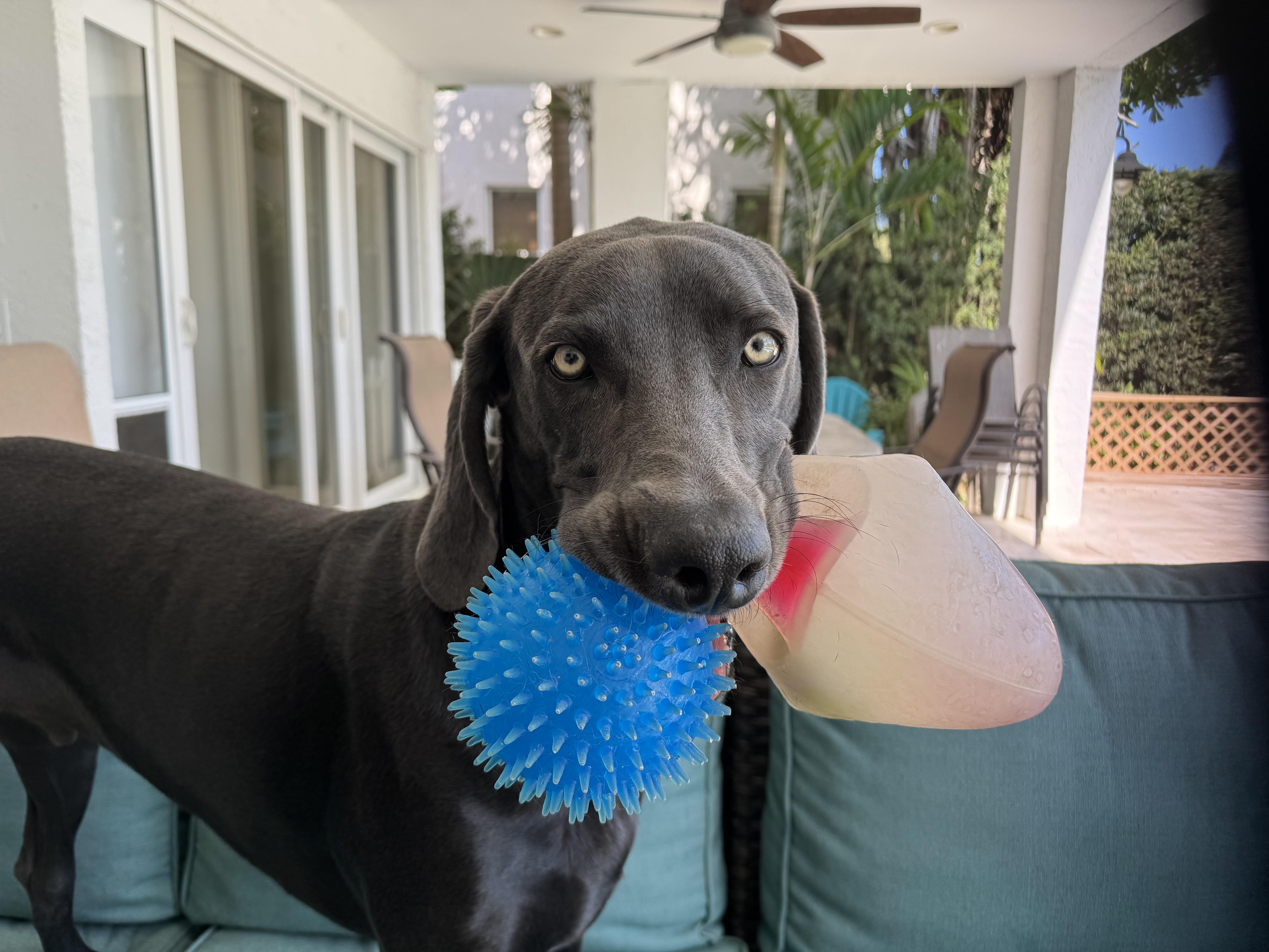 Enlarge Luciano, a ADOPTABLE Weimaraner in Ocean View, NJ image 3/4